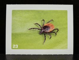 MIGROS MANIA Nature Detectives Nr. 23