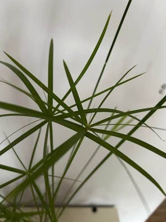 Piante & sementi: 3 Zimmerpflanzen in der Glaswanne  – Usato da Frauenfeld venduto da Irene.Schuppli 4
