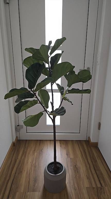 Pflanzen & Samen: Kunstpflanze Feigenbaum – Gebraucht aus Bazenheid von Exo_Tic 1