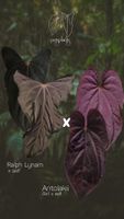 Anthurium (Ralph Lynam x self) x (Antolakii/BVEP Ra1 x self)