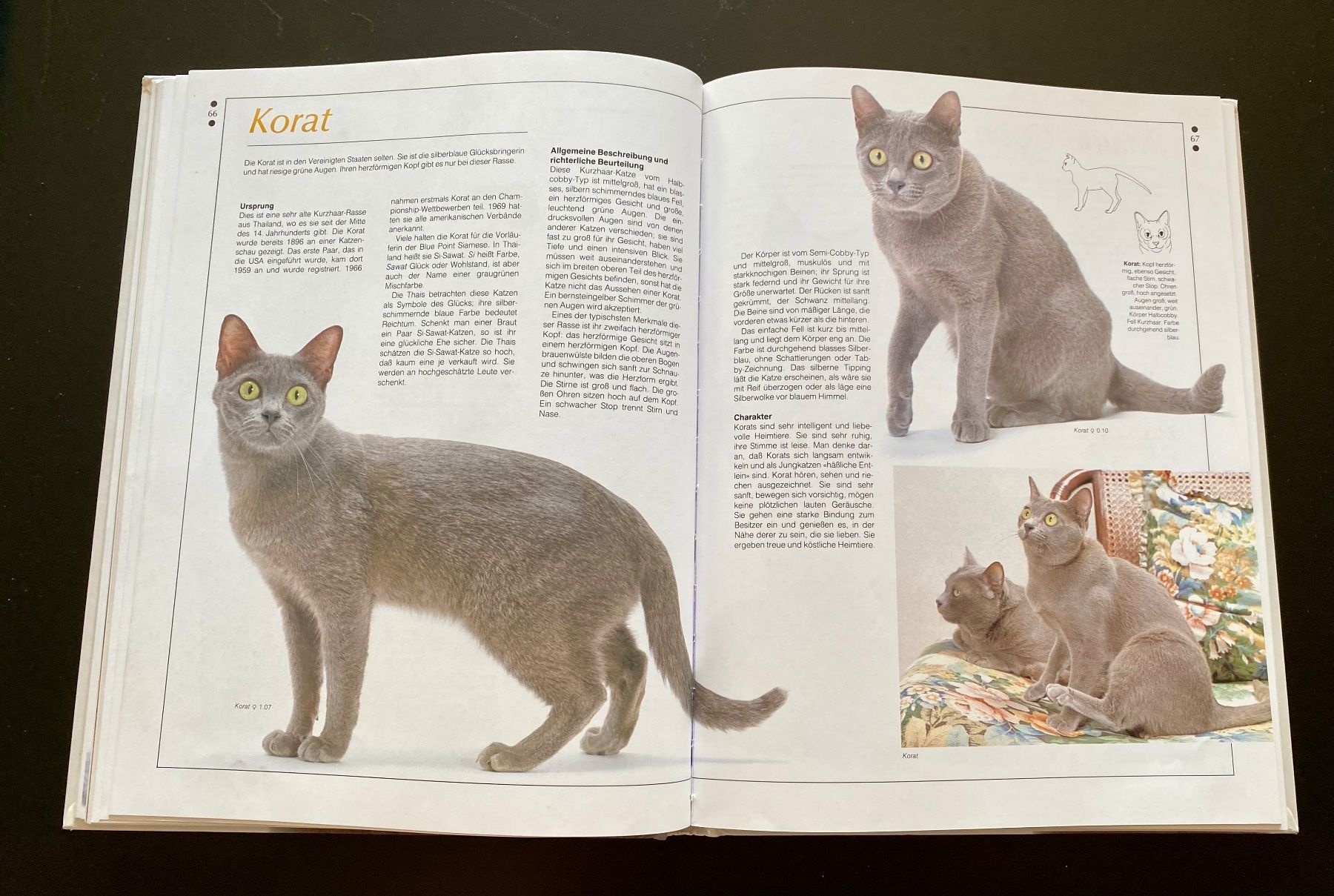 Livres: KATZEN – D'occasion à Nussbaumen AG par schuba2000 4
