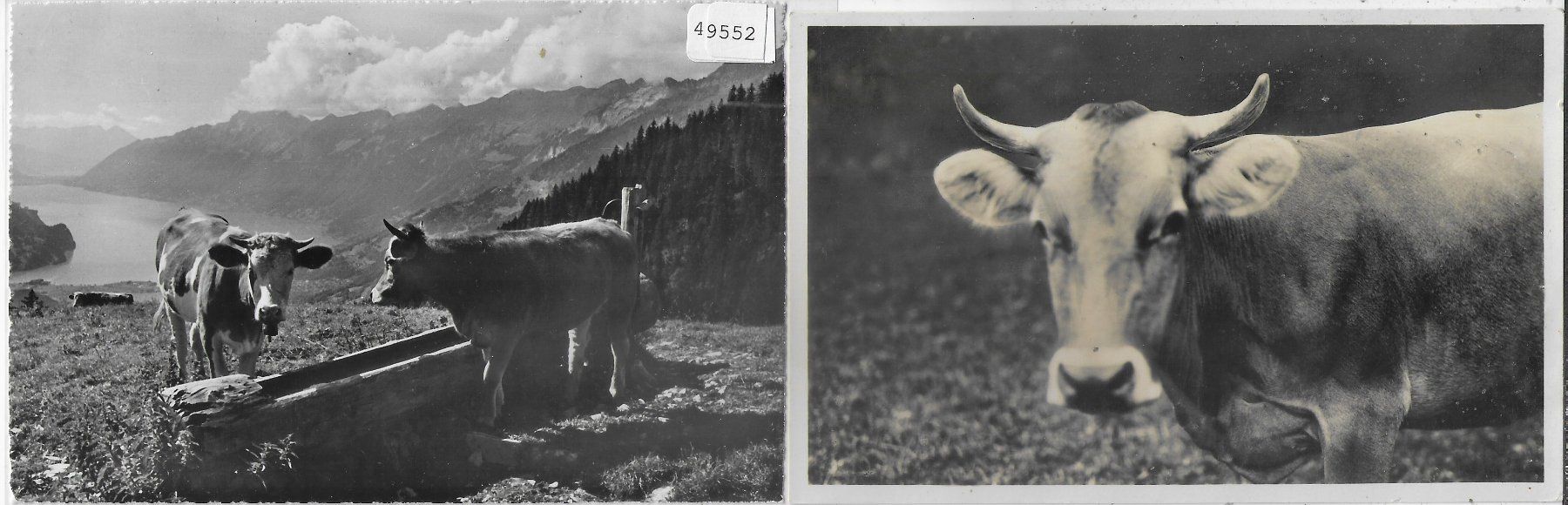 Cartoline postali: 2 AK Kühe vaches cows – Usato da Ettingen venduto da Kartenplanet