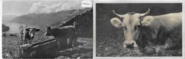 2 AK Kühe vaches cows