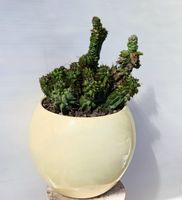 Euphorbia orrida mostruosa