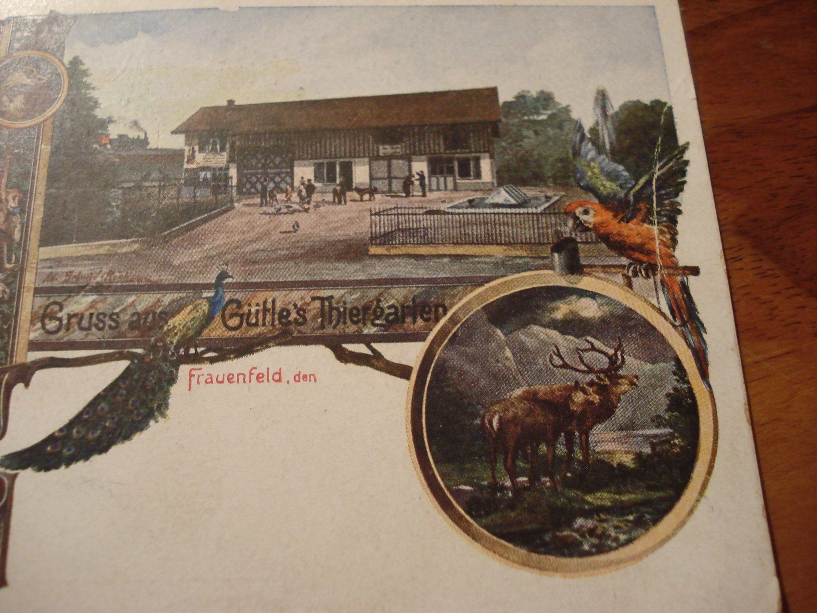 Cartoline postali: Frauenfeld - Gütle's Thiergarten um 1903, farbig – Usato da Niederwil AG venduto da morostahu 2