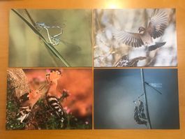 4x Grusskarten Vögel & Libellen BirdLife Zürich