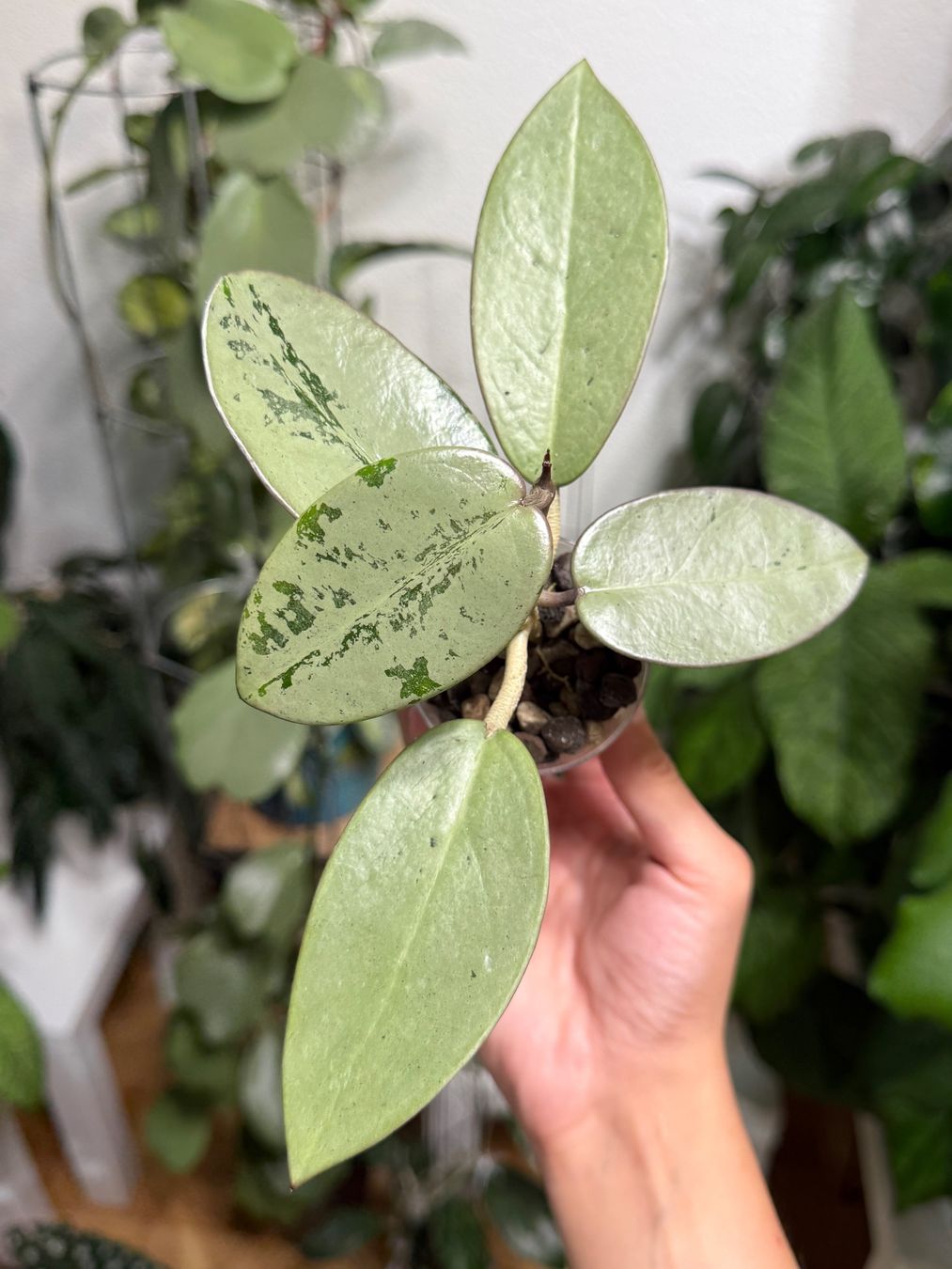 Plantes & graines: Hoya Silver Dollar ✨ – Neuf (Voir description) à Bachenbülach par ilawega