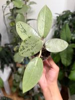 Hoya Silver Dollar ✨