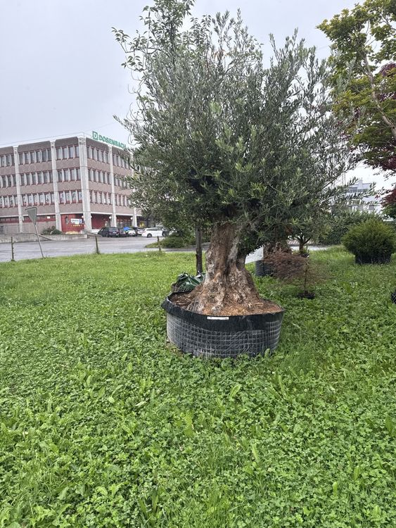 taxus media Nursery.ca