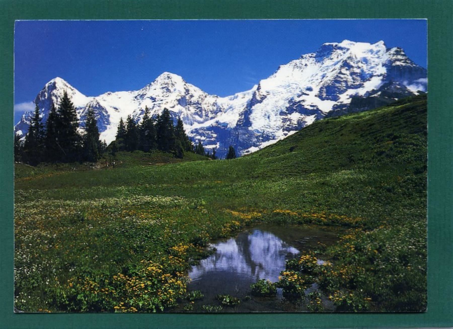 Cartoline postali: Mürren-Allmendhubel, ungelaufen, Grossformat – Usato da Sargans venduto da Hausi1951
