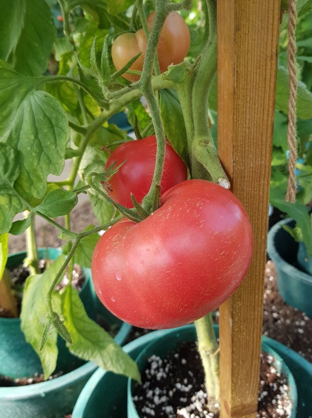 Piante & sementi: 50 Samen PINK PONDEROSA Tomate – Nuovo (secondo la descrizione) da Ehrendingen venduto da VerveinaSamen 8