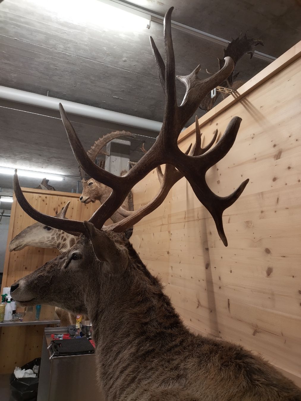 Il mondo degli animali: riesiger Rothirsch Präparat Jagd 22-Ender – Usato da Wettingen venduto da Bwalti 2