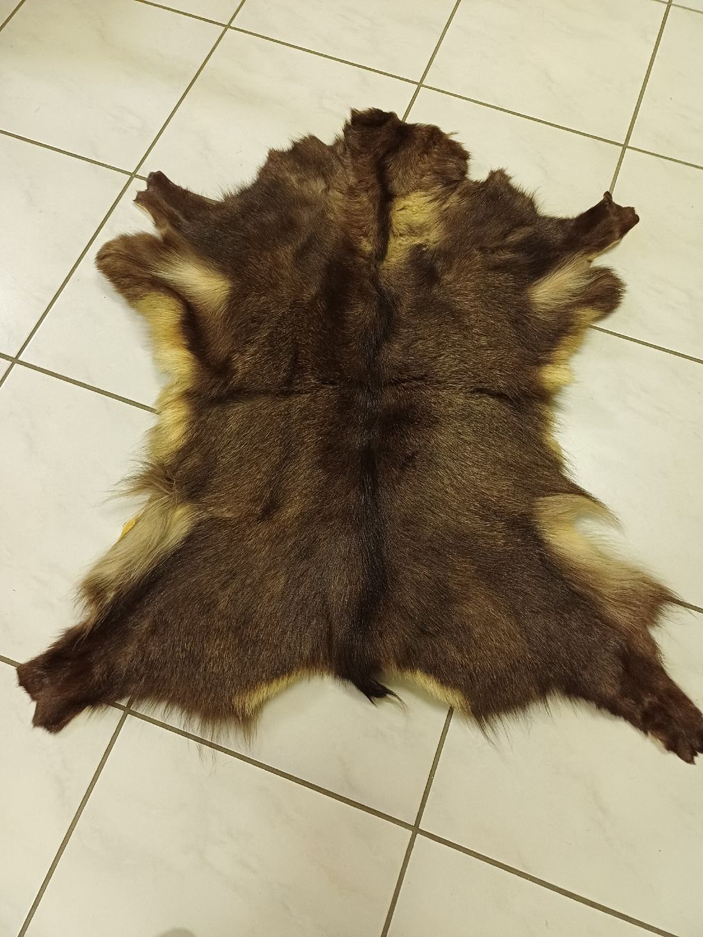 Il mondo degli animali: Gamsfell – Usato da Thun venduto da Joeggu312