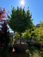Eisenholzbaum Solitär | Parrotia | 5Meter | Doppelstämmig