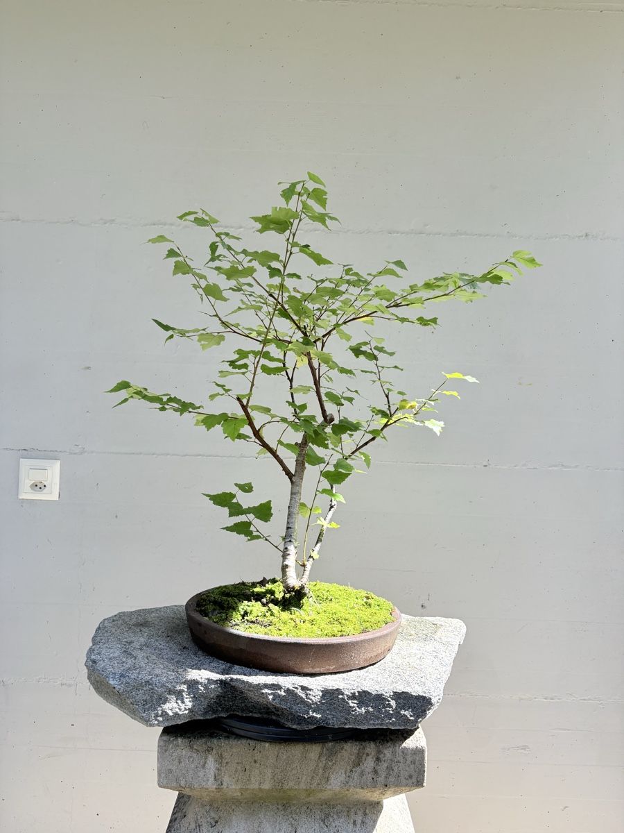 AB 1.- Pre-Bonsai Birke (Neu (gemss Beschreibung)) in Gossau SG fr CHF 82   mit Lieferung auf Ricardo kaufen