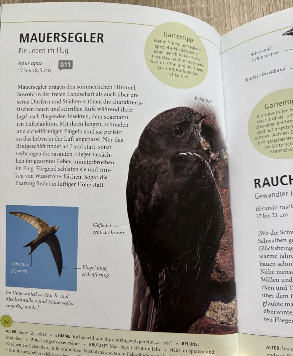 Bücher: Daniela Strauss: Gartenvögel Lebensgross – Gebraucht aus Niederwangen b. Bern von muidop 3
