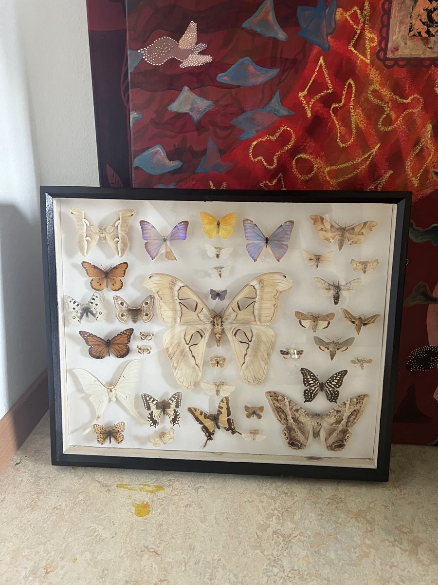 Vitrinen: Schmetterling Sammlung Schaukasten Holz – Gebraucht aus Zürich von ViolettRosenRot 1