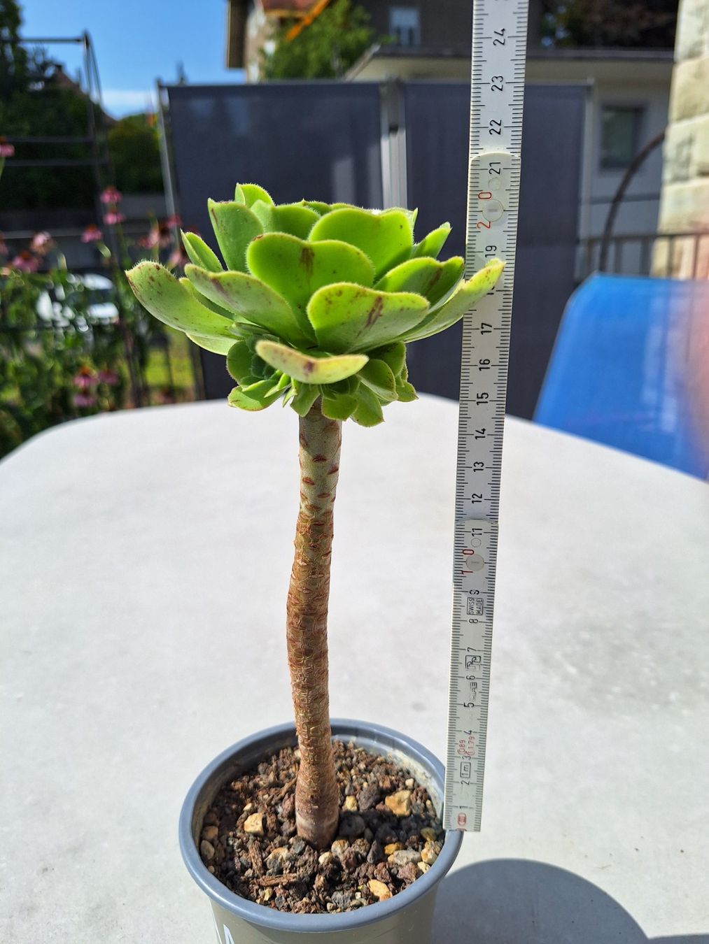 Piante & sementi: Sukkulente Aeonium arboreum – Usato da Luzern venduto da Heugaerten 2