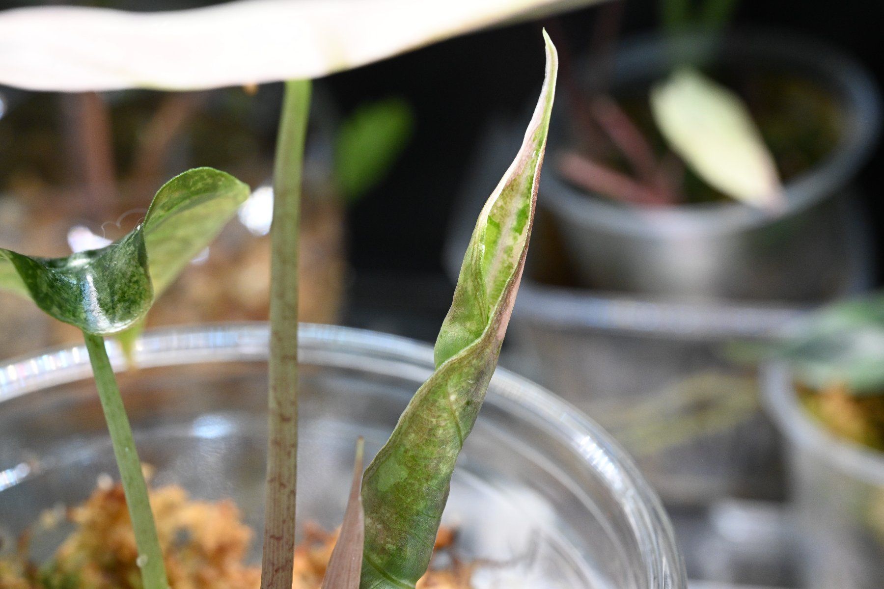 Piante & sementi: Alocasia Amazonica Pink – Usato da Crissier venduto da sleepingmouse 5