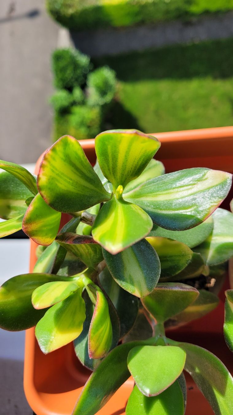 Pflanzen & Samen: 'SOLANA' Crassula ovata Steckling – Neu (gemäss Beschreibung) aus Zürich von The_Plant_Wizard 2