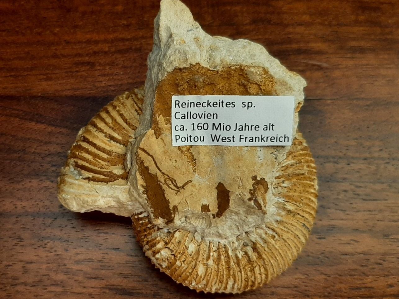 Fossili: "kranker" Ammonit Frankreich – Usato da Rickenbach BL venduto da Oktober68 6
