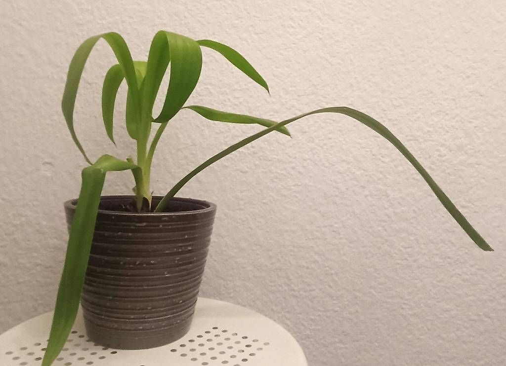 Piante & sementi: Yucca (45 cm inkl. Topf) – Usato da Bern venduto da sv-trade