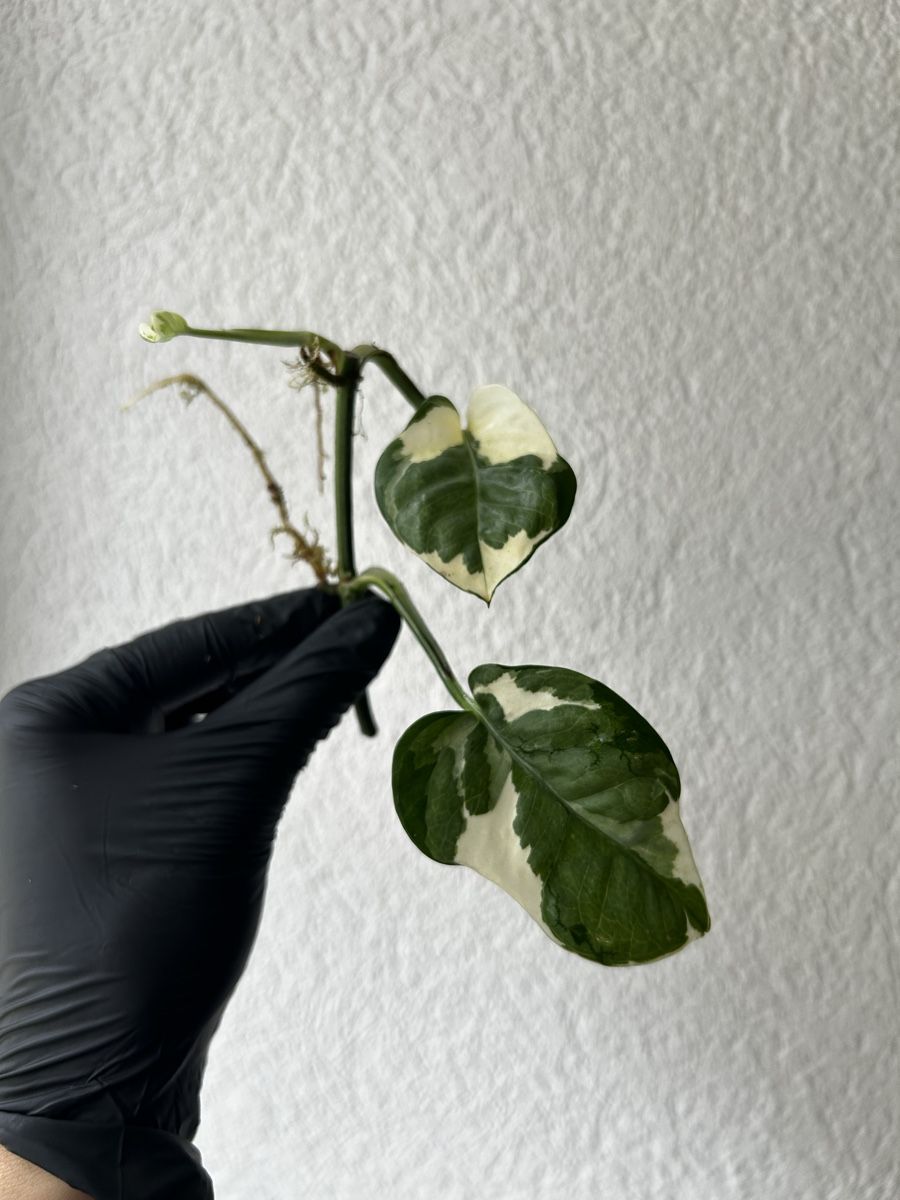 Plantes & graines: Boutures Pothos N’joy – D'occasion à Develier par mel_qd2m 3