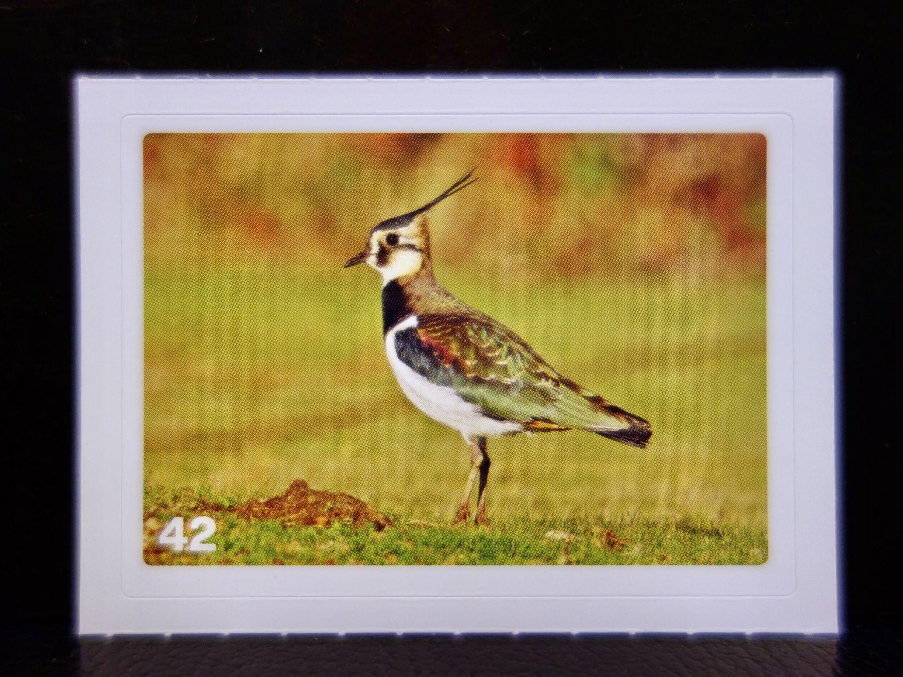 Migros Carte collezionabili: MIGROS MANIA Nature Detectives Nr. 42 – Usato da Kerzers venduto da djstarsky73