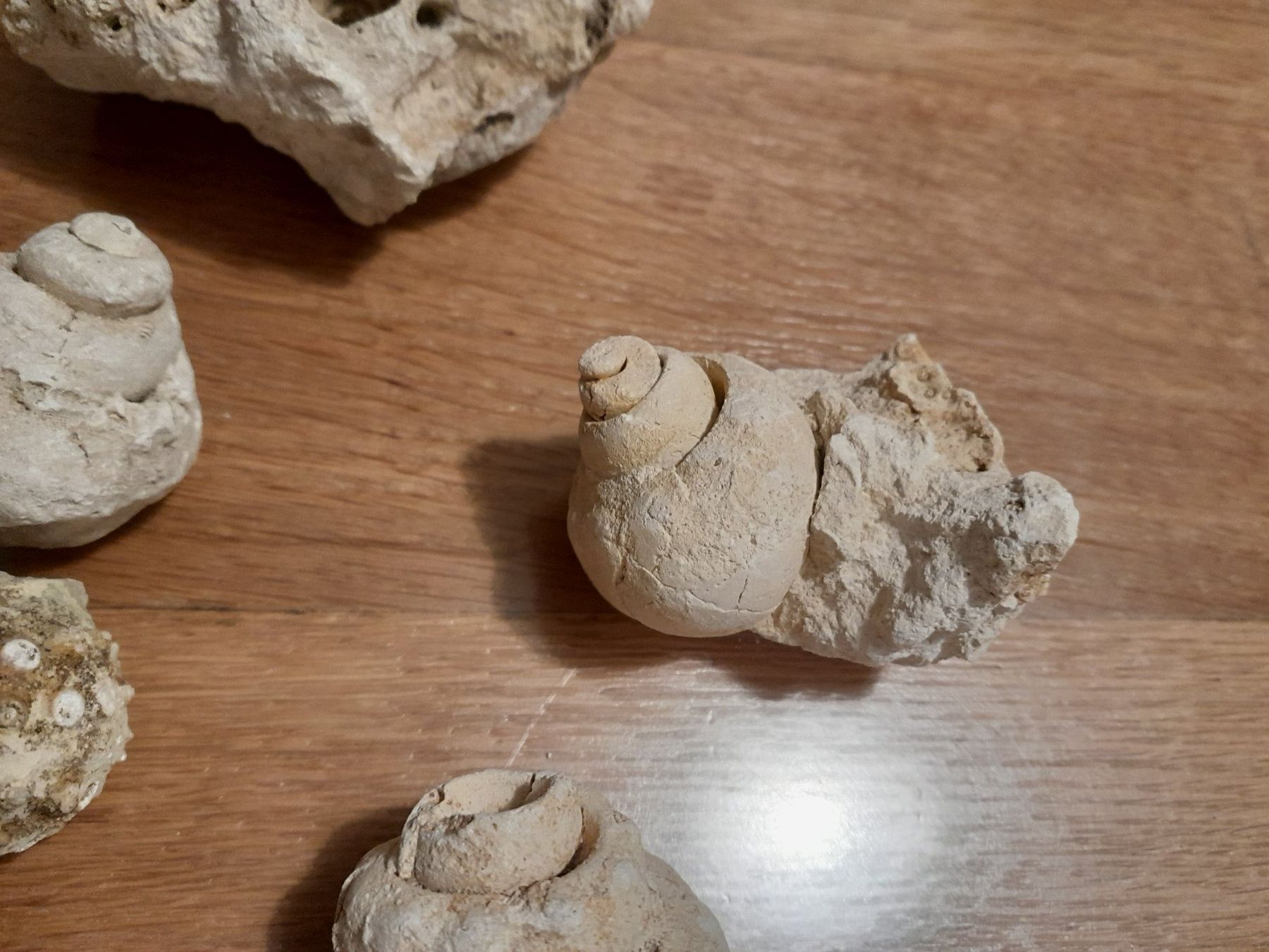 Fossili: Authentischer Meeresfossilien – Nuovo (secondo la descrizione) da Greifensee venduto da fran_cois 2