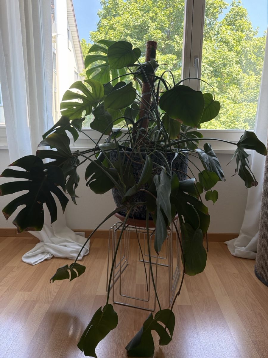 Piante & sementi: Monstera Deliciosa Pflanze gross – Usato da Adlikon b. Regensdorf venduto da JennyWeber01