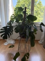 Monstera Deliciosa Pflanze gross