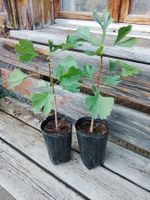 Fächerblattbaum - Ginkgo biloba - 2 Pflanzen