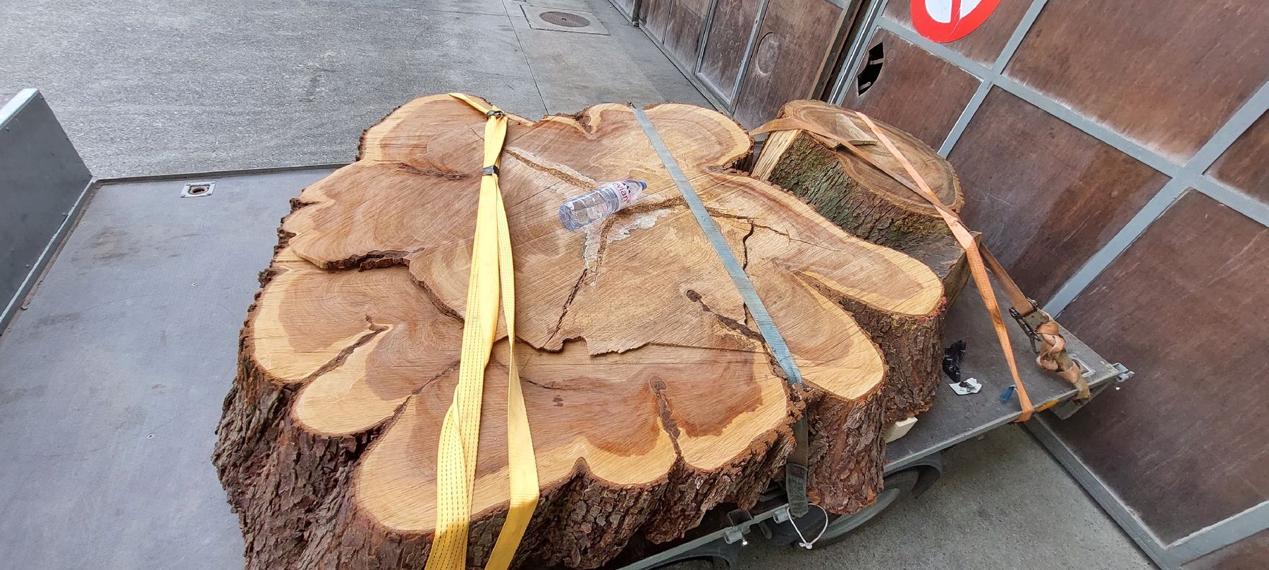 Articoli in legno: Ulmenholz /Stockscheiben – Nuovo (secondo la descrizione) da Solothurn venduto da MogTim 1