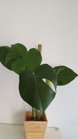Monstera Deliciosa