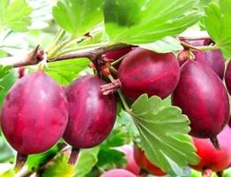 Süße rote Stachelbeere 50-60cm 🍇↕️ Groseille à maquereau