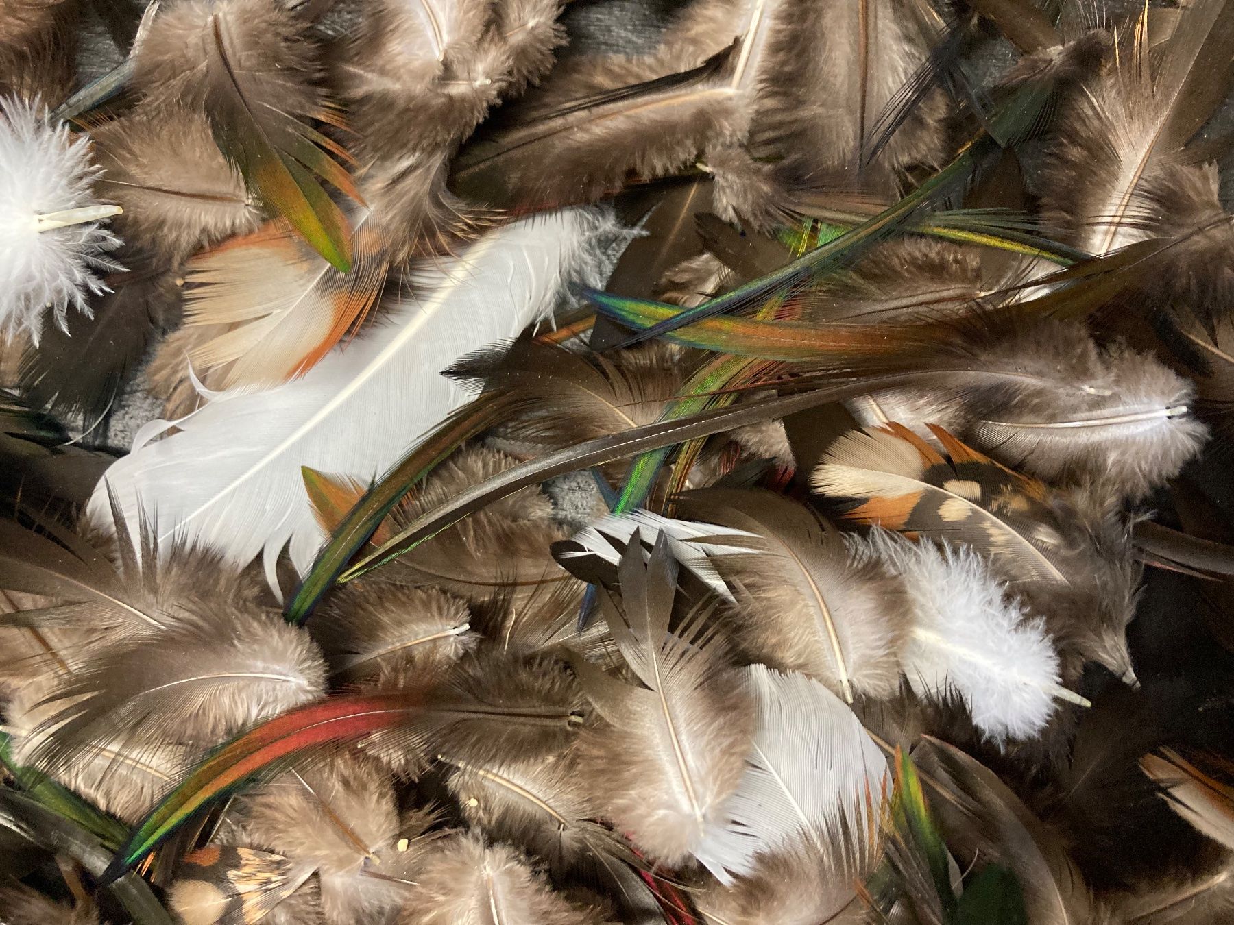 Il mondo degli animali: Federn-Mischung verschiedener Vogelarten – Usato da Grosswangen venduto da arum01 1