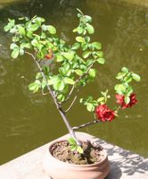 BONSAI  - Zierquitte