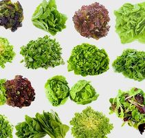 XL Salat Mix: 100 Samen Römersalat Eisbergsalat Schnittsalat