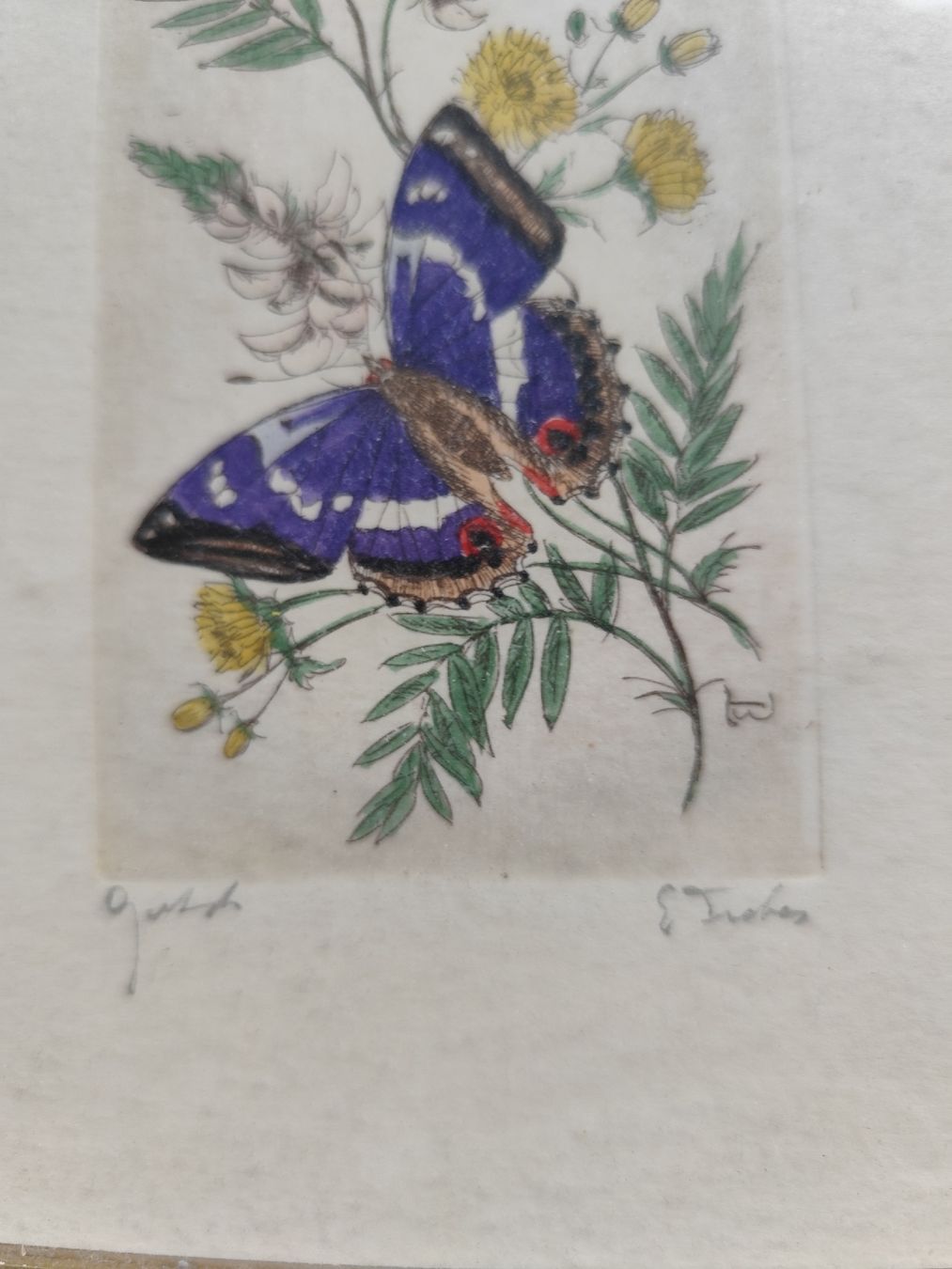 Foto & Immagini: Schmetterling (Original radierung) – Usato da minusio venduto da bierbrauer 1