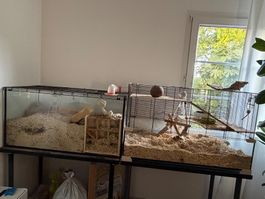 Zwei Mäusegehege mit Zubehör