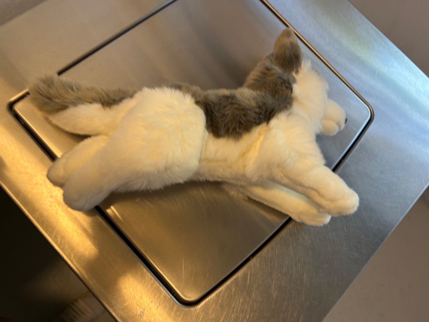 Giocattoli: Husky Kuscheltier – Nuovo e nell'imballaggio originale da Wabern venduto da belka72 4