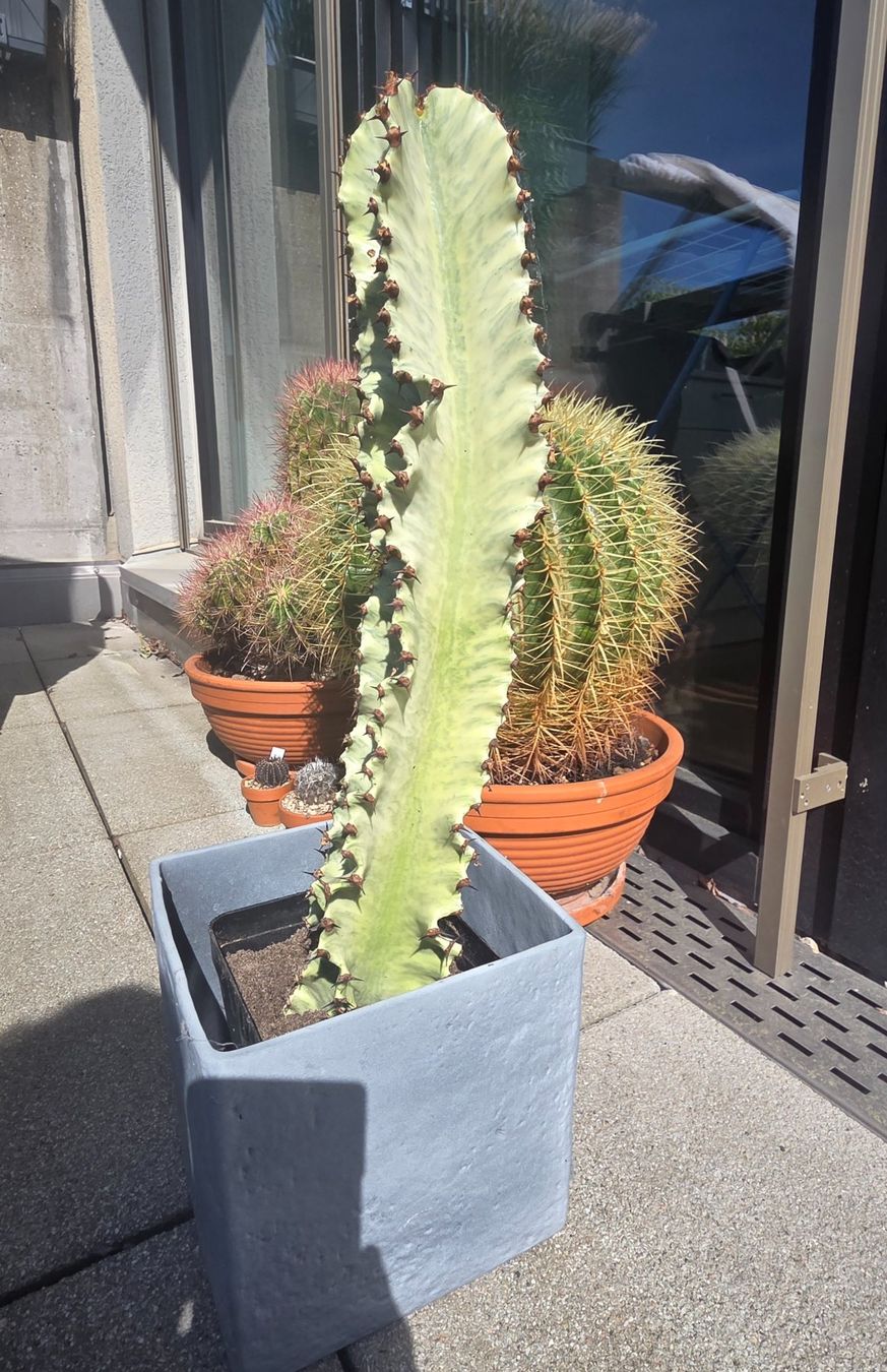 Piante & sementi: Wolfsmilch: Euphorbia ingens marmorata – Usato da Basel venduto da AJacks 1