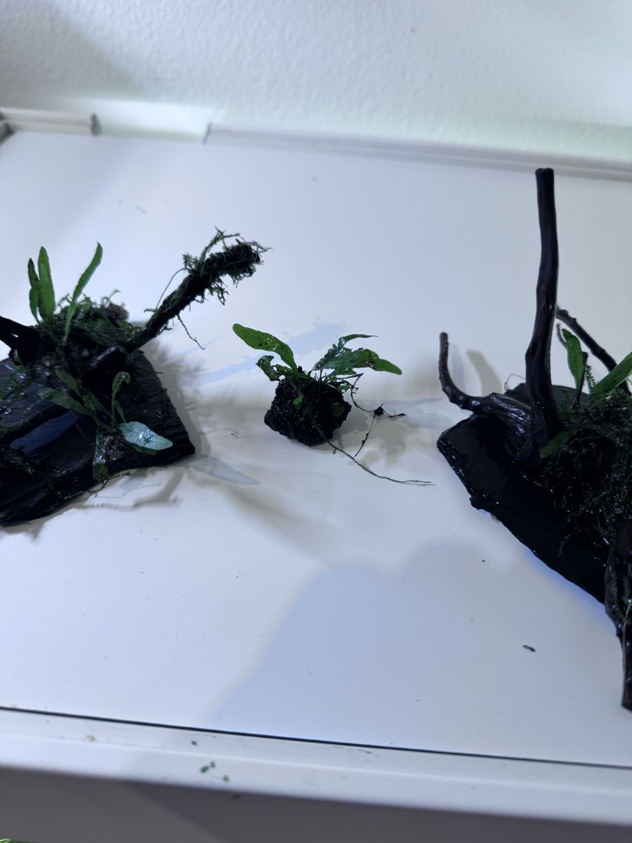 Plantes & graines: Deko – D'occasion à Moosseedorf par nicu006 1