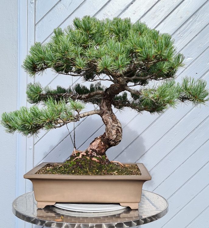Bonsai Mädchenkiefer, Jamadori ca 65j Preisreduktion!! Kaufen auf Ricardo