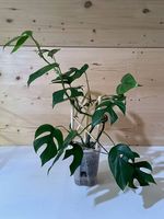 Rhaphidophora Tetrasperma (Monstera Minima)