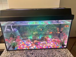 Aquarium+ Fische