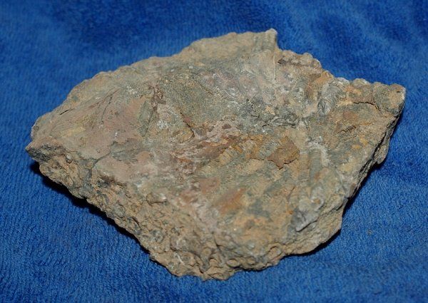 Fossili: Selilienteile versteinert – Nuovo (secondo la descrizione) da Walenstadt venduto da vkt_qc8d 2