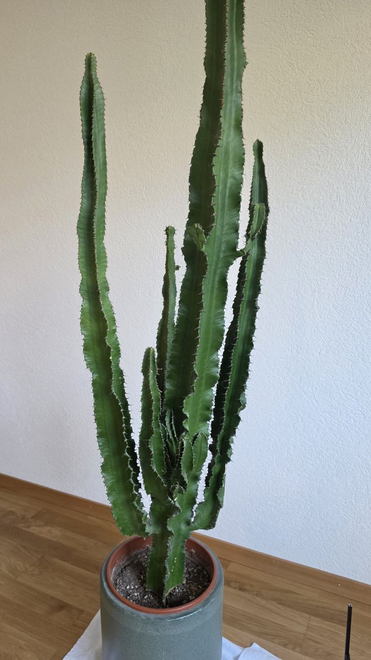 Piante & sementi: Grand cactus cierges du Pérou - 201 cm – Usato da Lutry venduto da Tinu1991 1