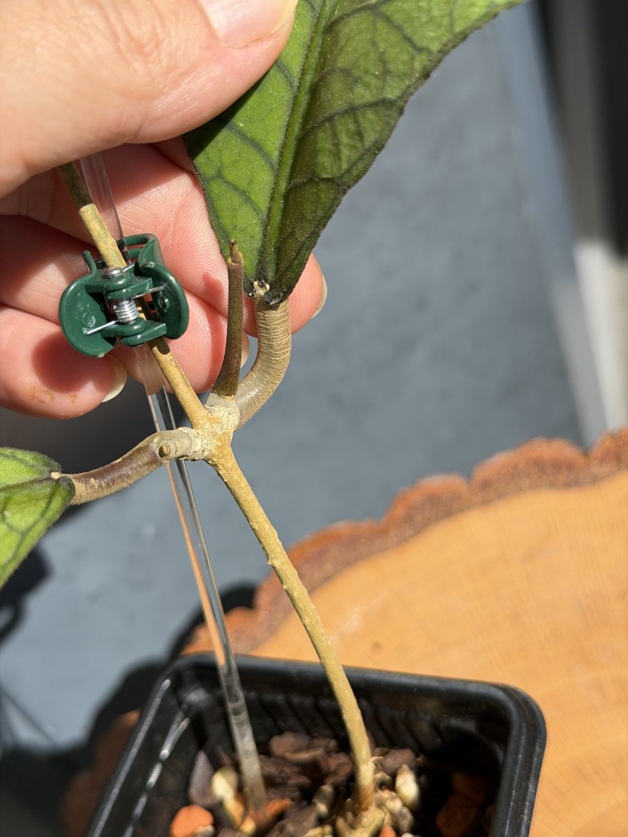 Piante & sementi: Hoya callistophylla – Nuovo (secondo la descrizione) da Buchrain venduto da Stetoscop 2