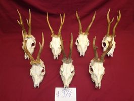 Reh, Geweihe, Trophäe, Horn, Dekoration, Jagd Abwurfstangen